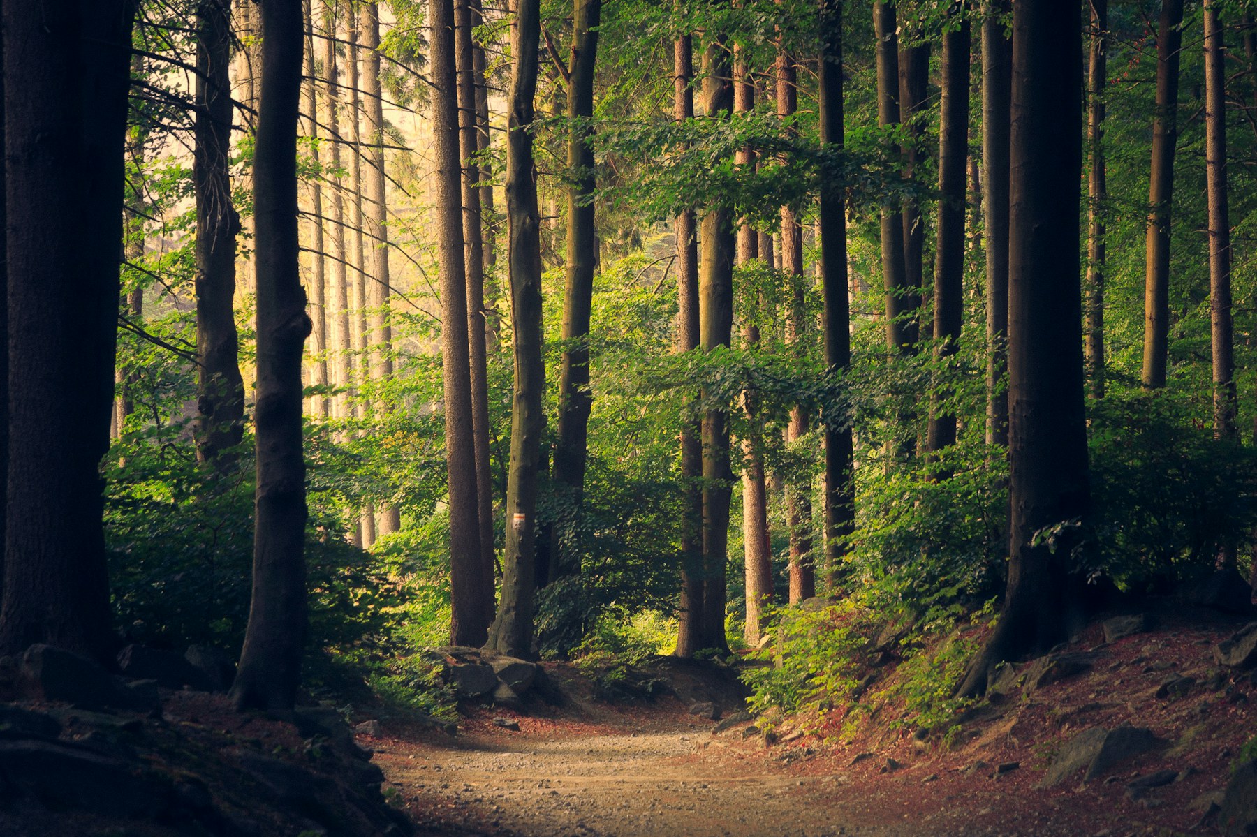 Dense green forest canopy seen from above